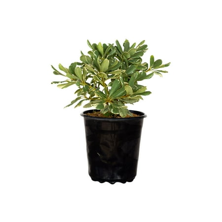 Expert Gardener Variegated Pittosporum 'Japanese Mock Orange' (2.5 Quart) Evergreen Shrub with Green and Cream-White Foliage - Part Sun Live Outdoor Plant