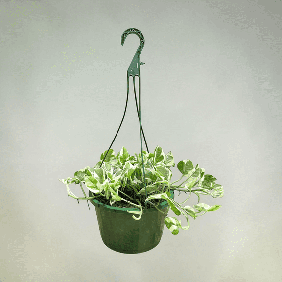 Variegated Pothos Hanging Basket Live Plant  Large Size Indoor Trailing Vine, Easy Care Houseplant