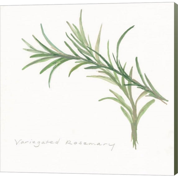 Variegated Rosemary II by Chris Paschke, Canvas Wall Art