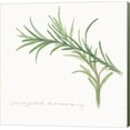 thumbnail image 1 of Variegated Rosemary II by Chris Paschke, Canvas Wall Art, 1 of 1