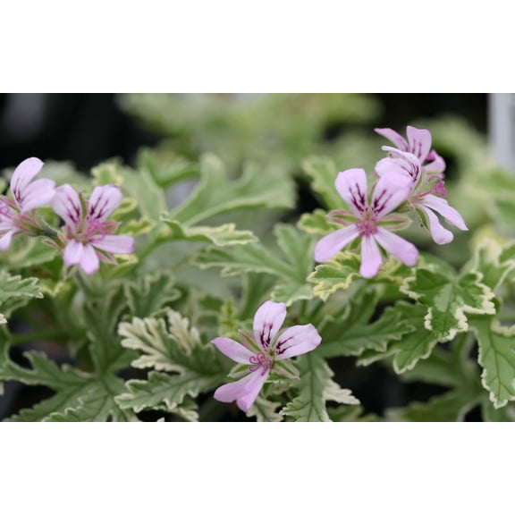 Variegated Scented Geranium Lady Plymouth Live Plant, 46 Inch Tall, Fragrant Pelargonium with Cream Edged Foliage, Indoor Outdoor