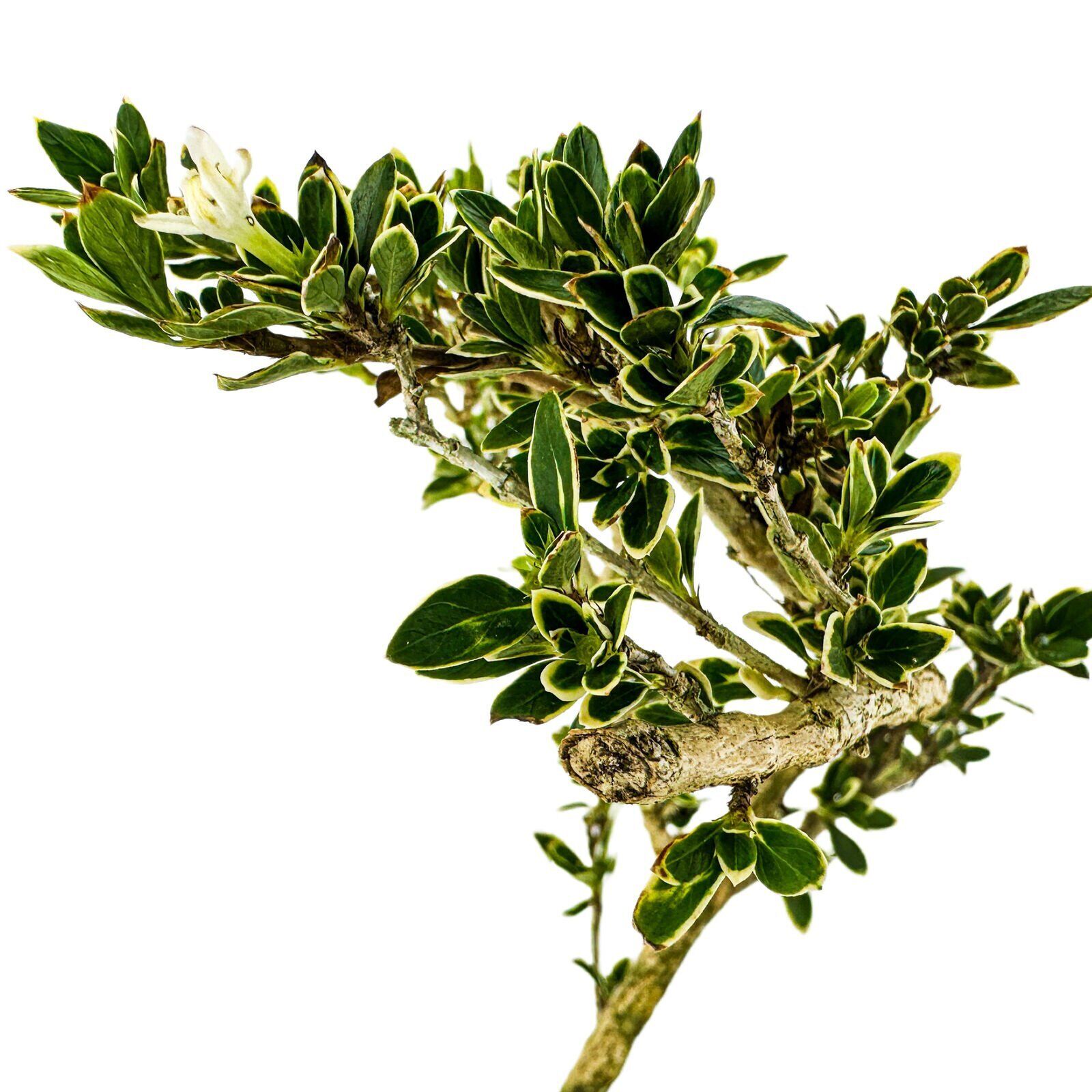 Variegated Serissa PreBonsai Serissa japonica 'Variegata' Live