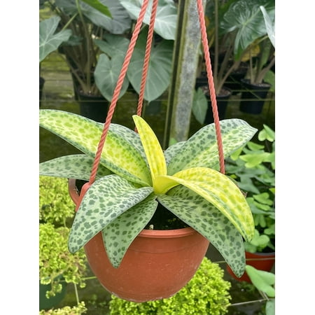 Variegated Silver Squill Leopard Lily Ledebouria Socialis, Hanging Basket