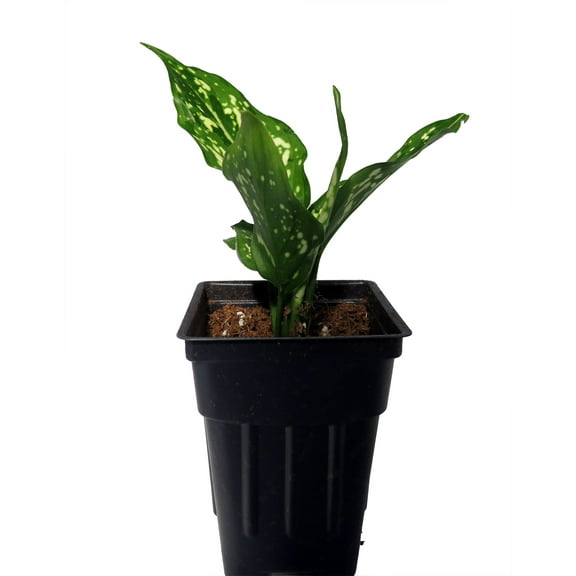 Variegated Snowflake Chinese Evergreen Plant - Aglaonema - Low Light - 2.5" Pot