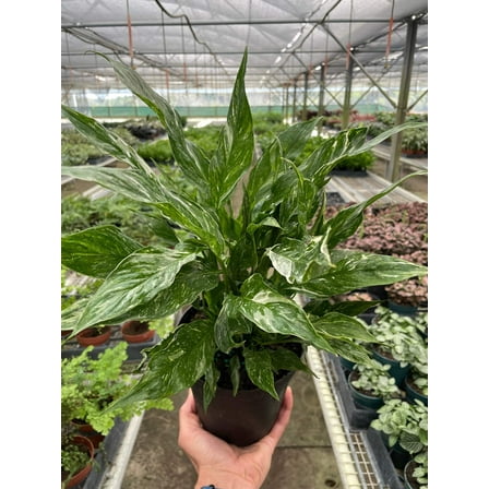 Variegated Spathiphyllum 'Domino', 4" Pot, Indoor Houseplant, Easy Care, Live Plant for Indoor & Outdoor