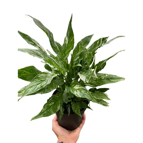 Variegated Spathiphyllum 'Domino', 6" Pot, Indoor Houseplant, Easy Care, Live Plant for Indoor & Outdoor