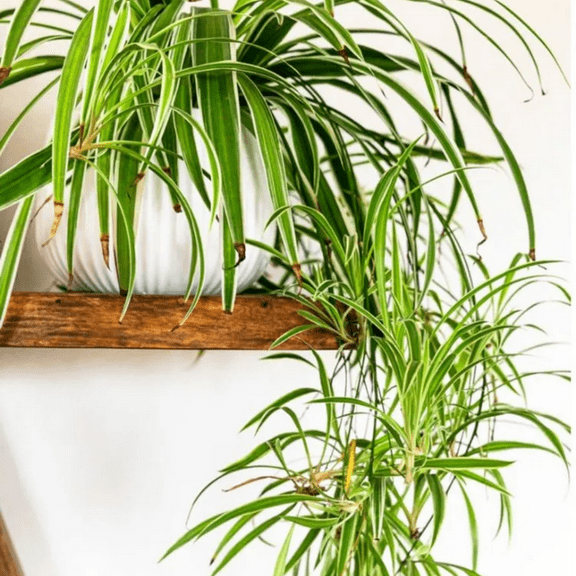 Variegated Spider Plant 10'' in Height, Live Indoor Houseplant, Perfect for Home or Office Decor, Air Purifying, Low Maintenance, Ideal for Beginners