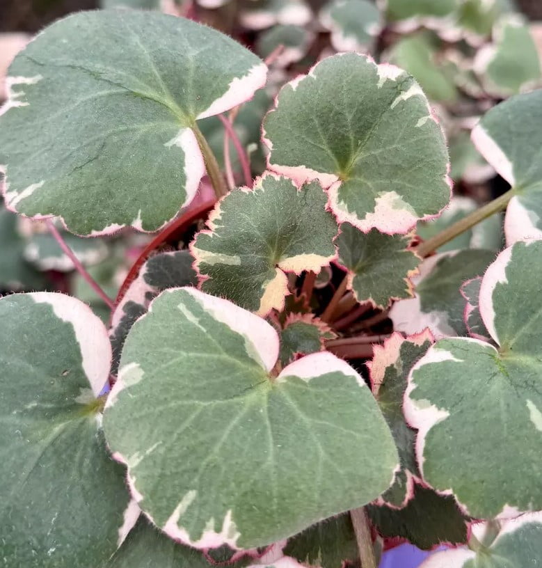 Variegated Strawberry Begonia Live Plant in 4" Pot - Saxifraga Stolonifera  Tricolor - Variegated Succulent - Houseplant - Walmart.com
