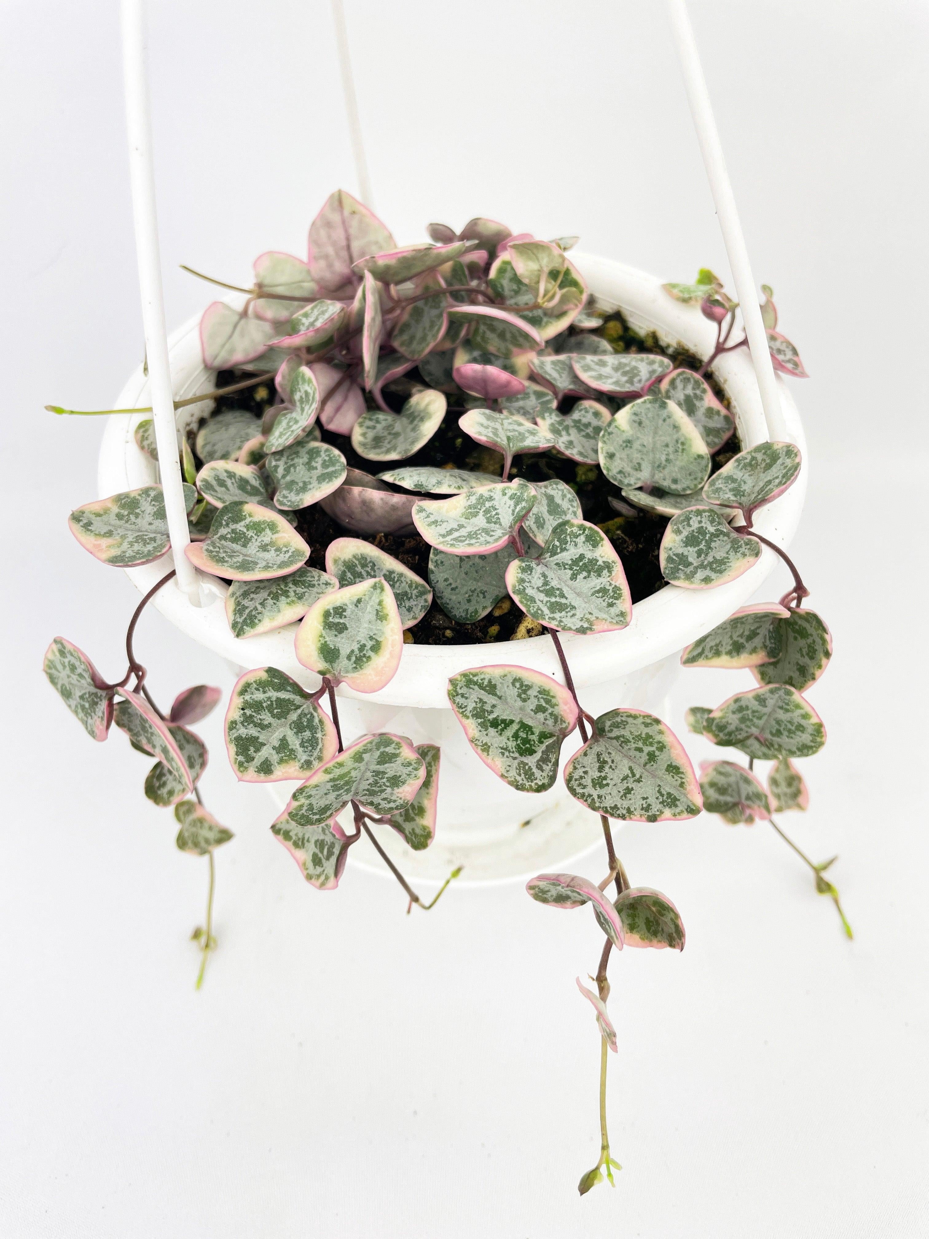 Variegated String of Hearts Succulent - Live Air-Purifying Indoor Plant in Nursery Pot – Easy Care, Low Maintenance Houseplant for Home & Office Decor, Natural Air Cleaner, Best for Beginners (3"Pot)
