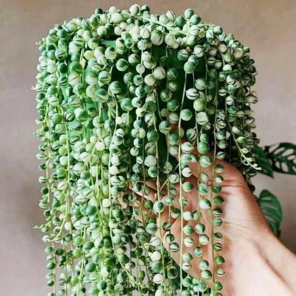 Variegated String Of Pearls Live Plant, In Pot, Trailing Succulent Plant, Hanging Vine Live Indoor Houseplant