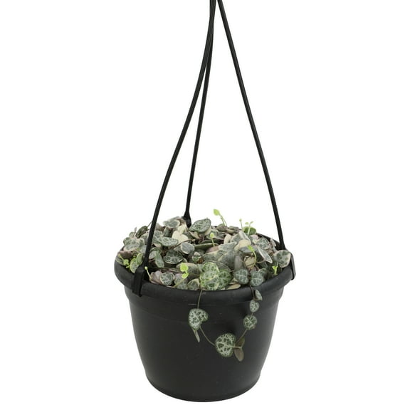 Variegated String of Hearts 6" Hanging Pot | Pet Friendly | Full Sunlight | Element by Altman Plants