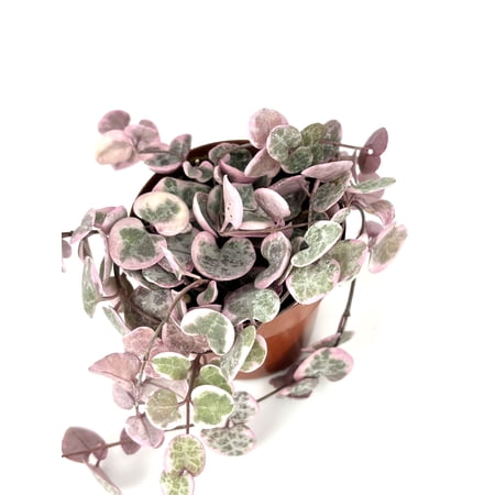 Variegated String of Hearts Ceropegia Woodii Variegata Rare Succulents Houseplants