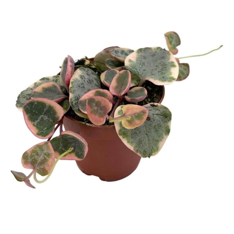 Variegated String of Hearts, Ceropegia woodii, in 2 inch Pot, Well Rooted,  Extremely Rare, VAR, Variegata - Walmart.com
