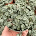 thumbnail image 1 of Variegated String of Hearts Live Plant, String of Hearts Succulent, 4 Inc, Indoor Outdoor Planting, 1 of 5