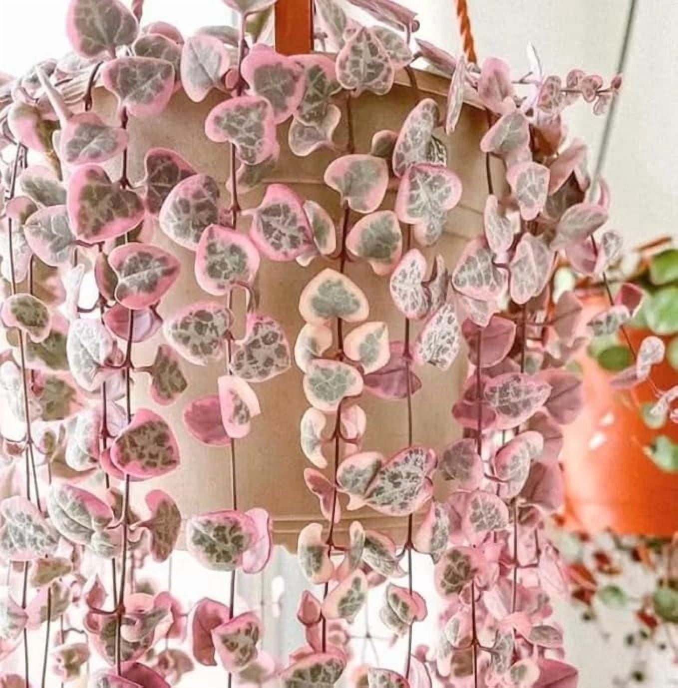 Variegated String of Hearts Live in 2.5 Inch Pot, Ceropegia Woodii, Pink  Succulent Hanging Plant, Rare Variegated Houseplant - Walmart.com
