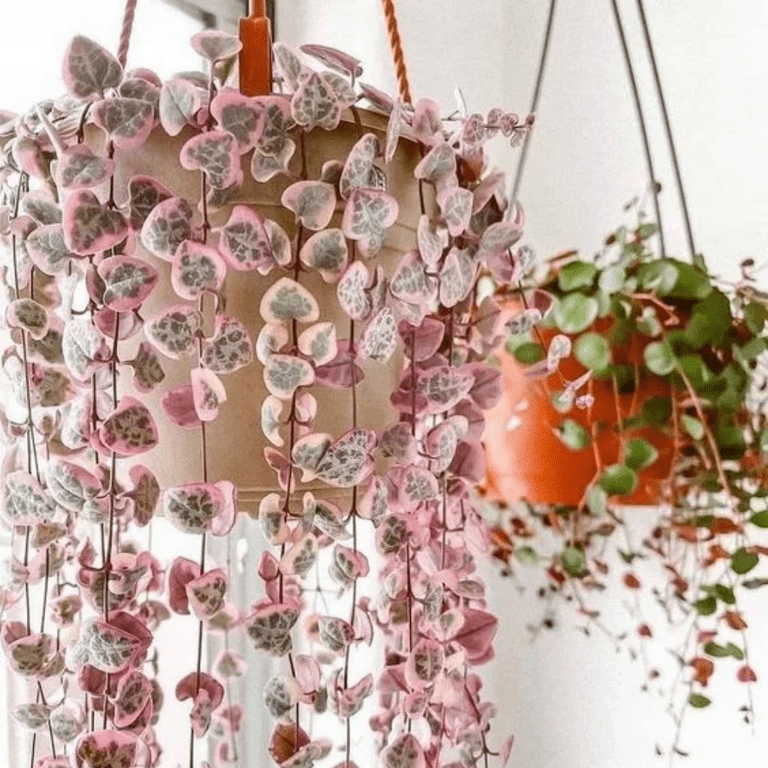 Variegated String of Hearts Plant Live Houseplant, 4" Pot, Trailing  Ceropegia Woodii Vine Succulent Plant Live - Walmart.com