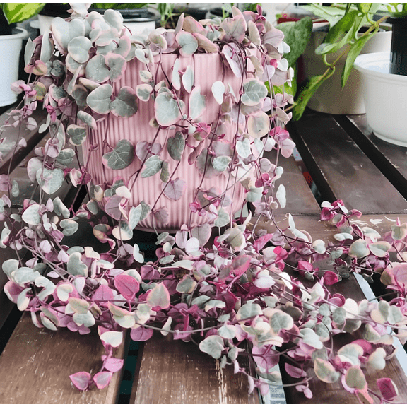 Variegated String of Hearts Plant Live, Pink String of Heart Plant 2 Inches Pot, Live Plant Indoor String of Hearts