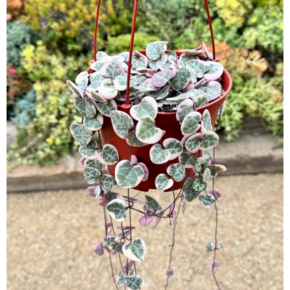 Variegated String of Hearts Plant Live, Pink String of Heart Plant 4 Inches Pot, Live Plant Indoor String of Hearts