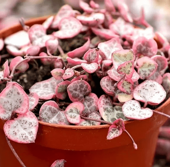 Variegated String of Hearts Plant Live for Planting, Trailing Hanging Succulent Plant for Indoor Outdoor in 4 Inch Pot