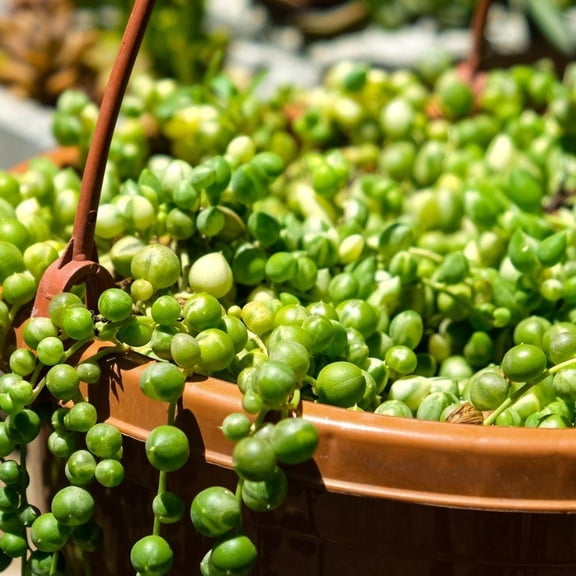Variegated String of Pearls Live Plant 2 Inch Pot, Rare Trailing Succulent, Hanging Houseplant, Plant Lover Gift
