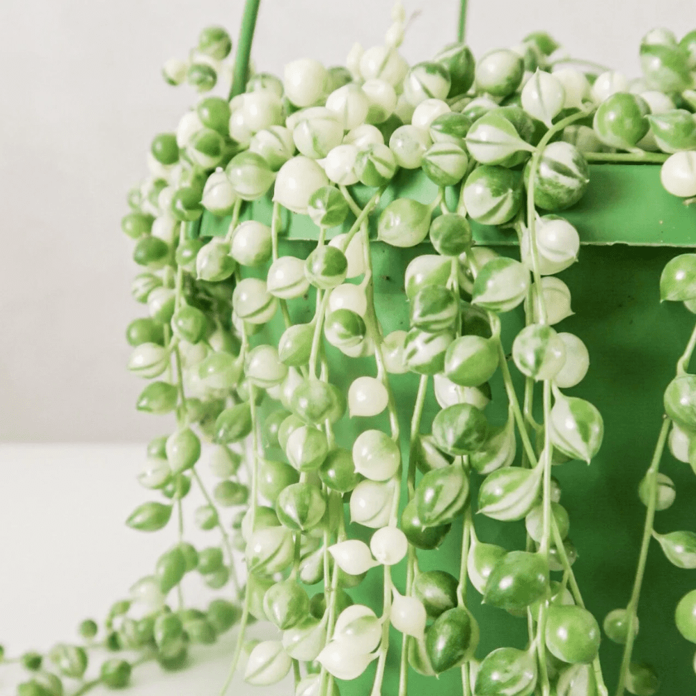 Variegated String of Pearls Plant Live 4'' Pot, Trailing String of ...