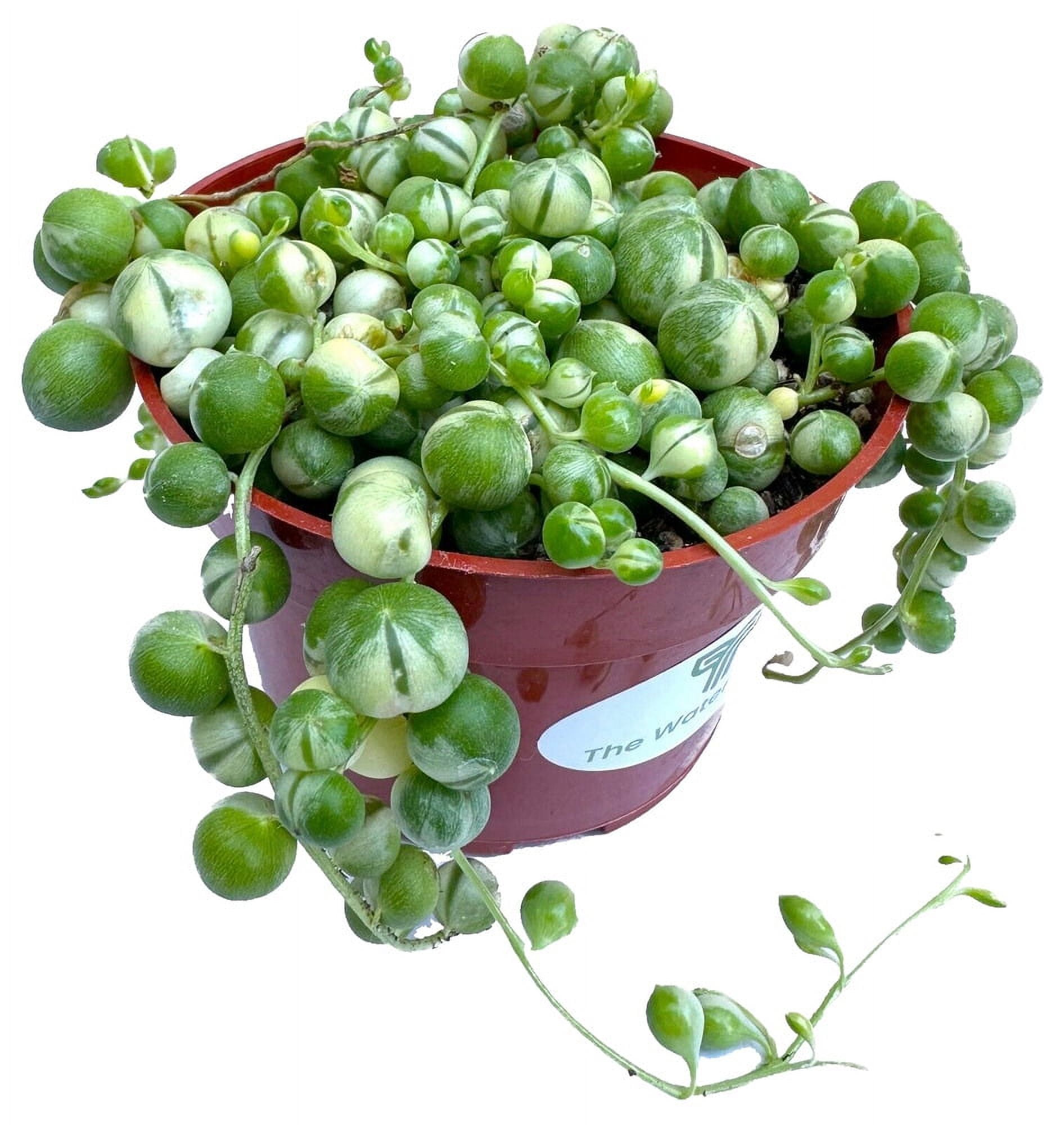 Variegated String of Pearls 