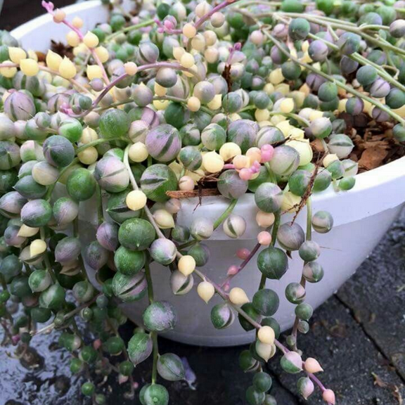 Variegated String of Pearls Succulent, 2 Inch Pot, Live Succulent Plant Indoor