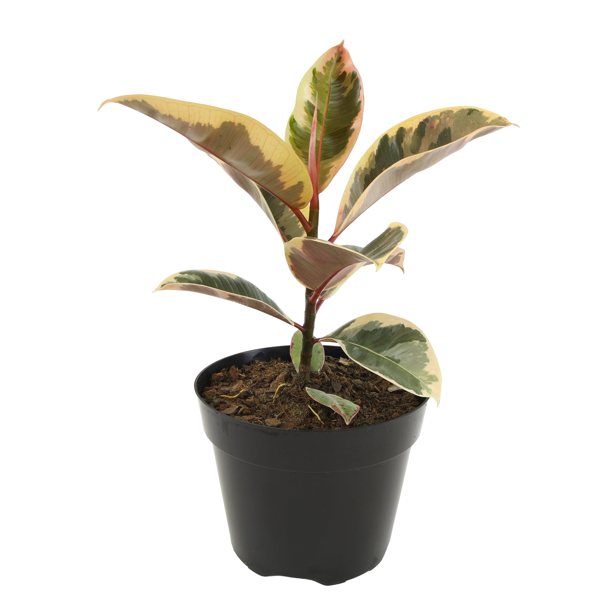 Variegated 'Tineke' Ficus Tree Houseplant | 8in Grow Pot; Indirect Light | Element by Altman Plants