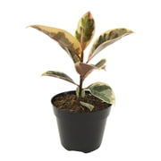 Variegated Tineke Ficus Tree Houseplant | 8in Grow Pot; Indirect Light | Element by Altman Plants