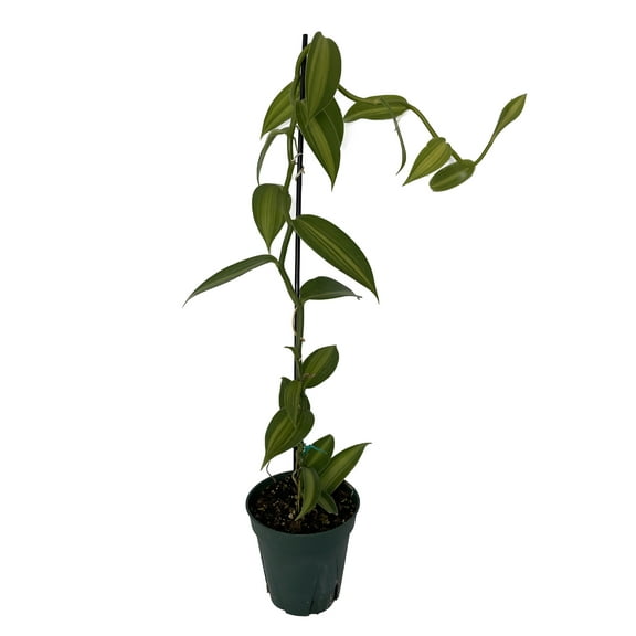 Variegated Vanilla Bean Orchid Plant - 4.5" Pot