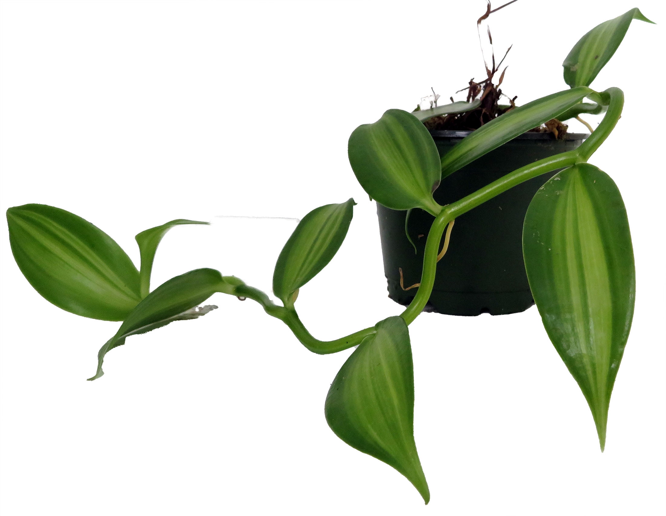 potted plant stands 4-Tier Plant Stand, Multiple Potted Plants Holder Corner Flower Shelf