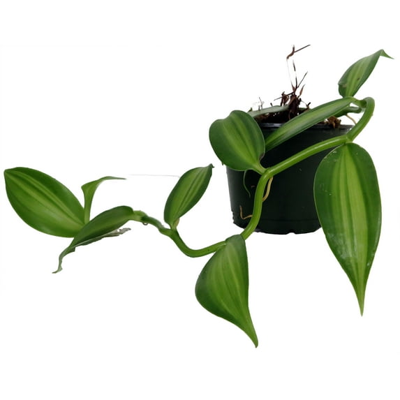 Variegated Vanilla Bean Orchid Plant - 4" Pot - Planifolia