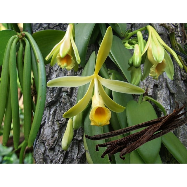 Variegated Vanilla Bean Orchid Vanilla planifolia variegata Live