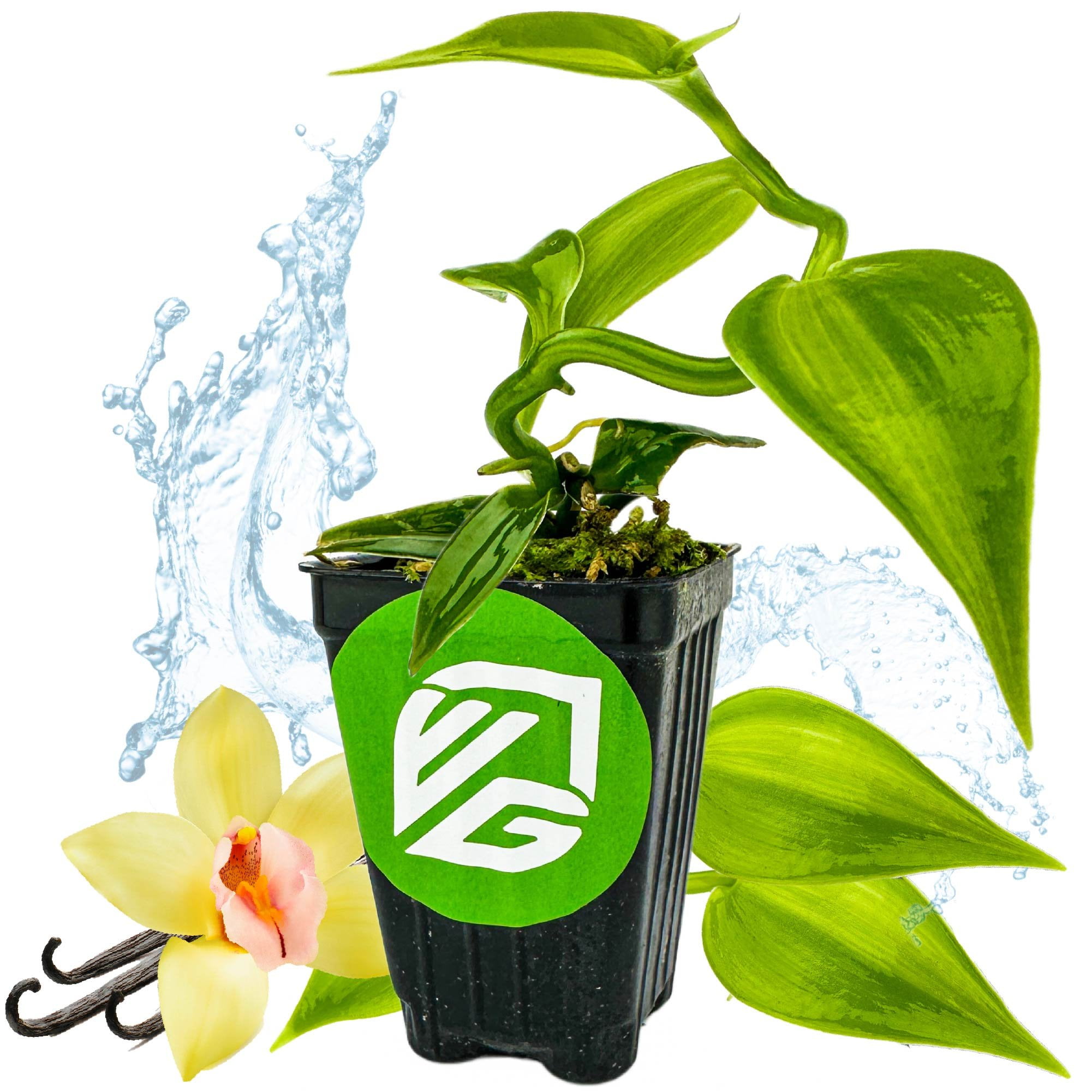 Variegated Vanilla Bean Orchid Vanilla planifolia variegata