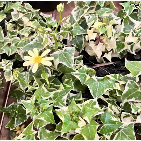 Variegated Wax Ivy Plant Live for Planting, Live Senecio Macroglossus Variegatum Plant in 4 Inch Pot Indoor Outdoor