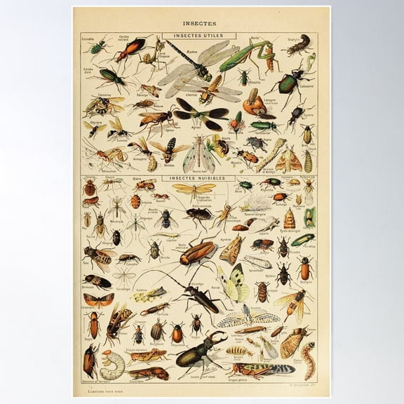 Varieties Insect Chart Poster Art - Adolphe Millot Poster Wall Art, Modern Wall Decor For Living Room Bedroom, 8x12 UNFRAMED