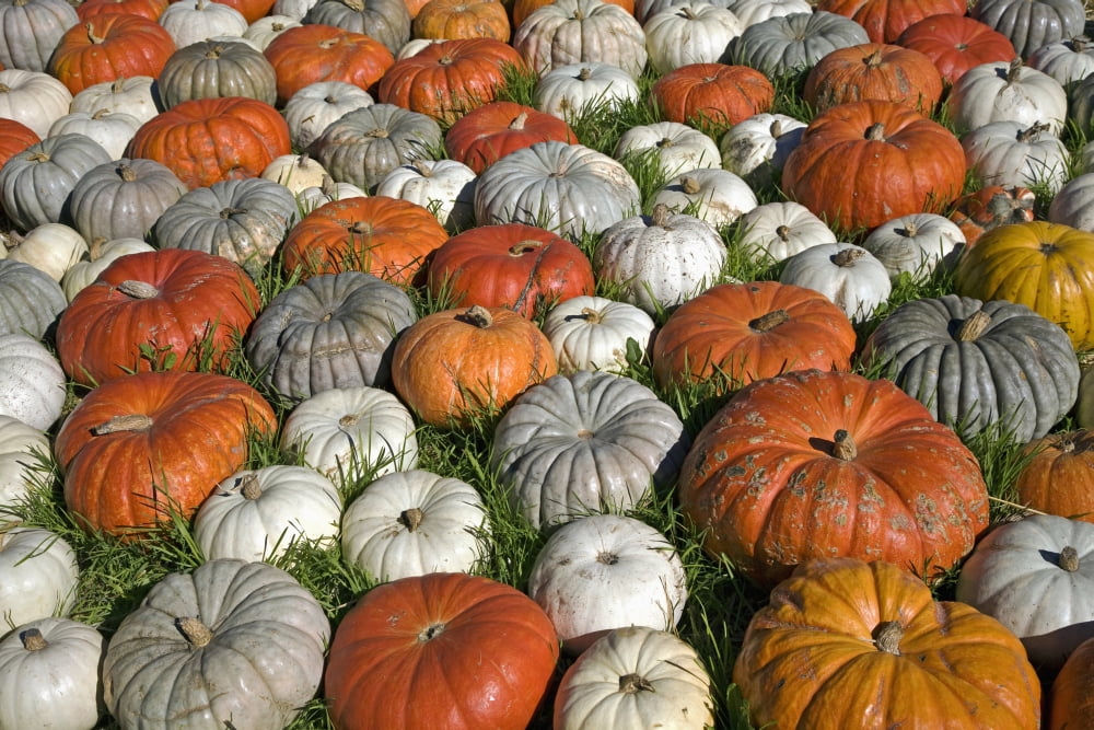 Variety Of Pumpkins Near Half Moon Bay California United States Of America Canvas Art - Ken Ross Design Pics (38 x 24)
