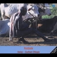 thumbnail image 1 of Various Artists - Nyabole: Music Of The Hamar - Music & Performance - CD, 1 of 1