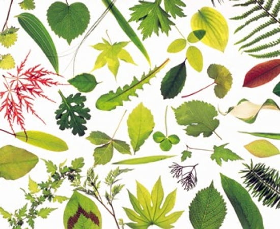 Various Leaves on White Background Canvas Art - Panoramic Images (24 x 20)