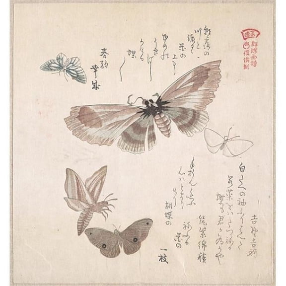 Various Moths and Butterflies Poster Print by Kubo Shunman (Japanese  1757  ??1820) (18 x 24)