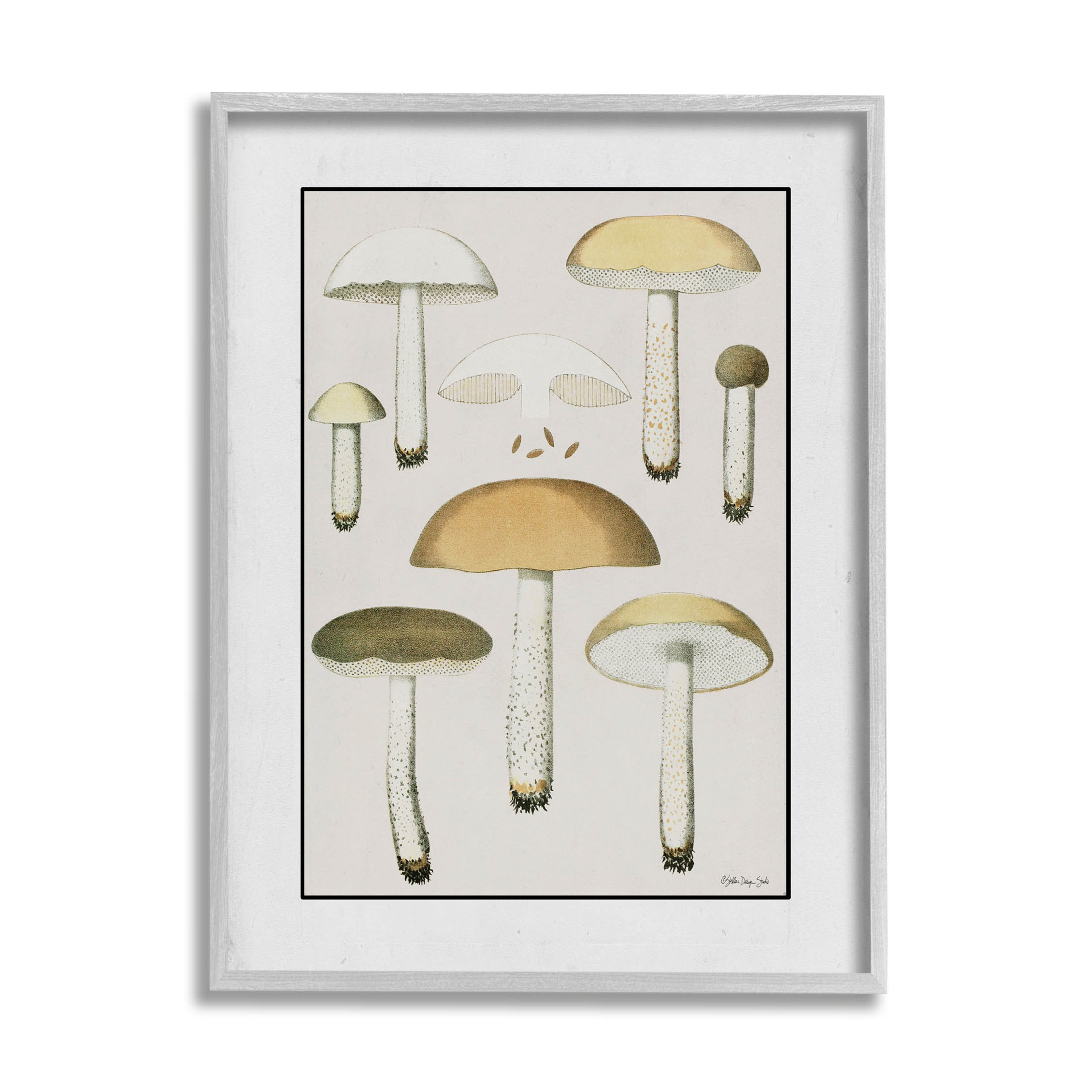 Various Mushrooms Forest Plant Botanical & Floral Graphic Art Gray Framed Art Print Wall Art