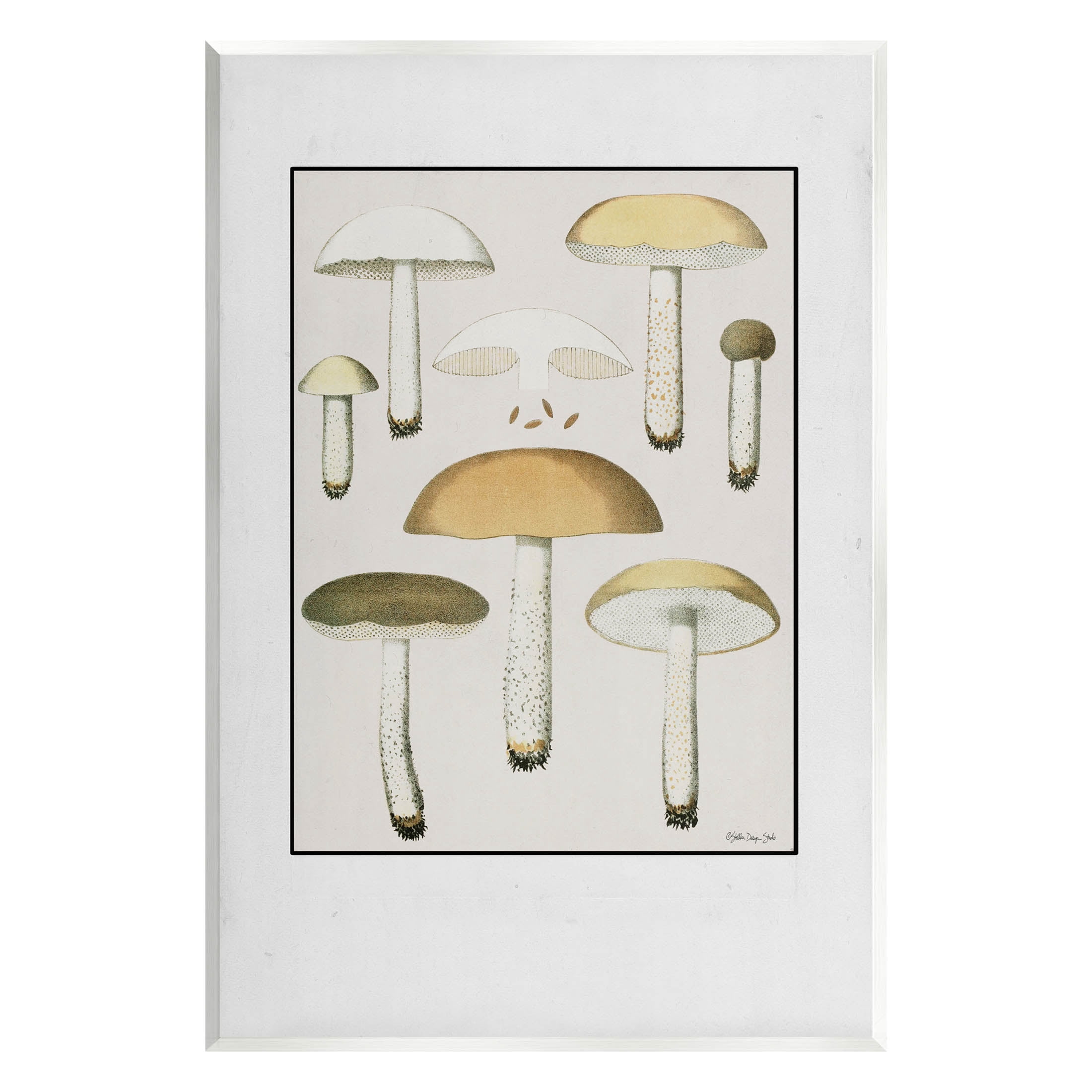 Various Mushrooms Forest Plant Botanical & Floral Graphic Art Unframed Art Print Wall Art
