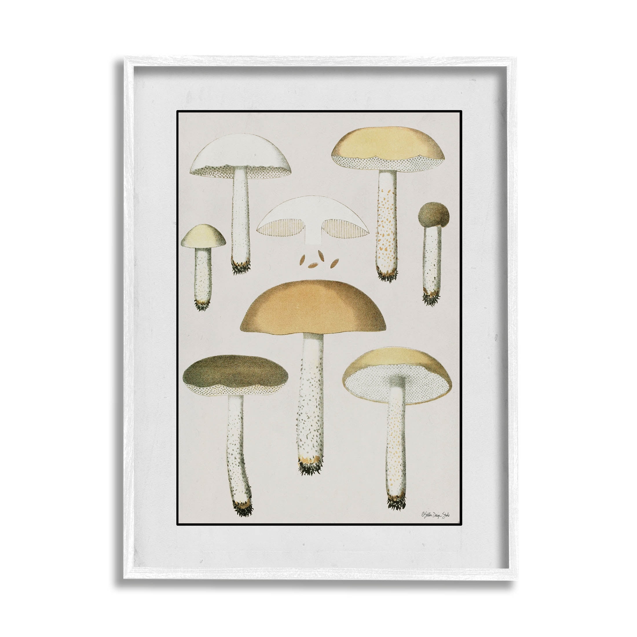 Various Mushrooms Forest Plant Botanical & Floral Graphic Art White Framed Art Print Wall Art