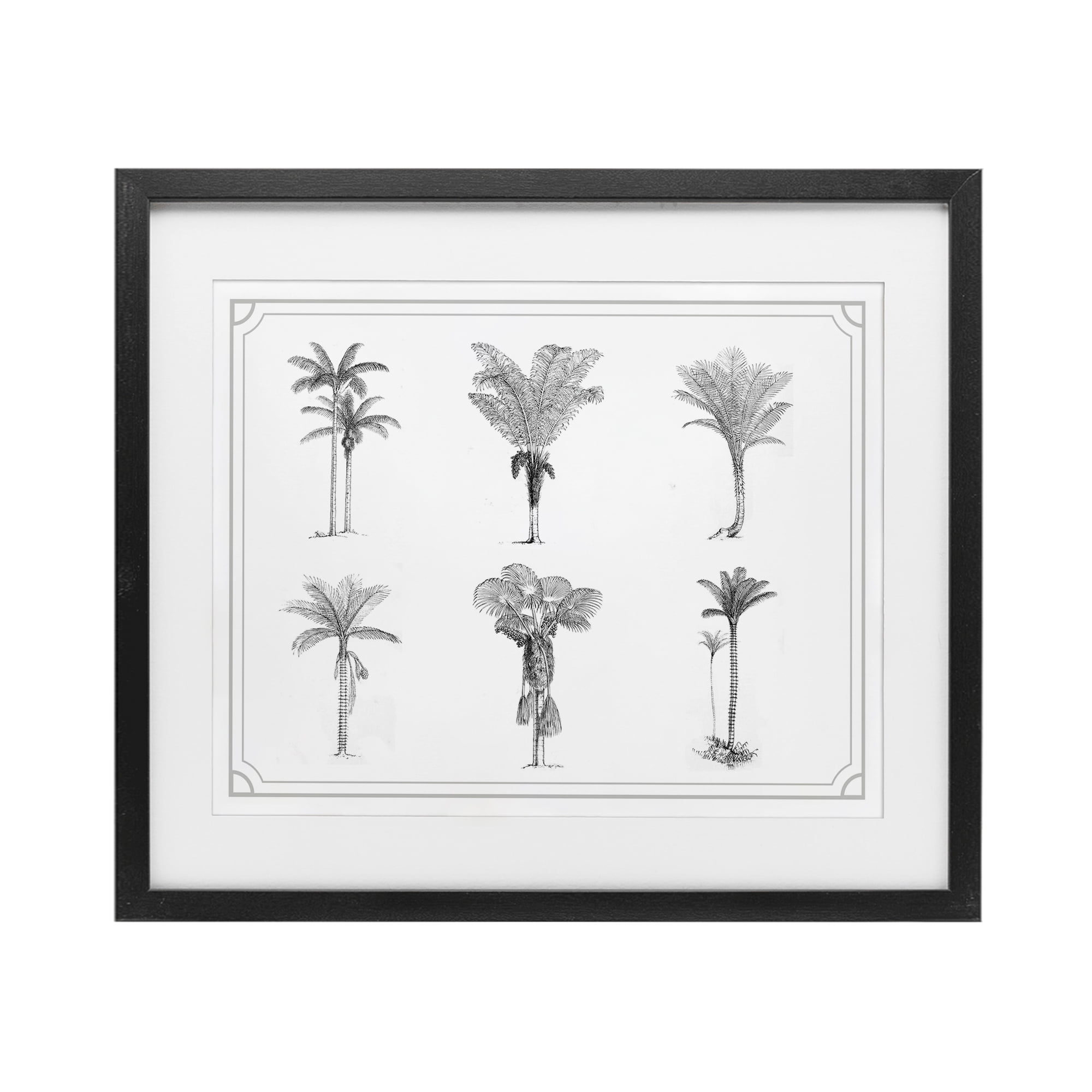 Various Palm Tree Types Vintage Black Framed Print Under Glass, design by Lettered and Lined