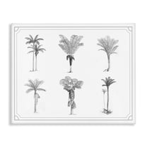 Various Palm Tree Types Vintage Canvas Wall Art, design by Lettered and Lined