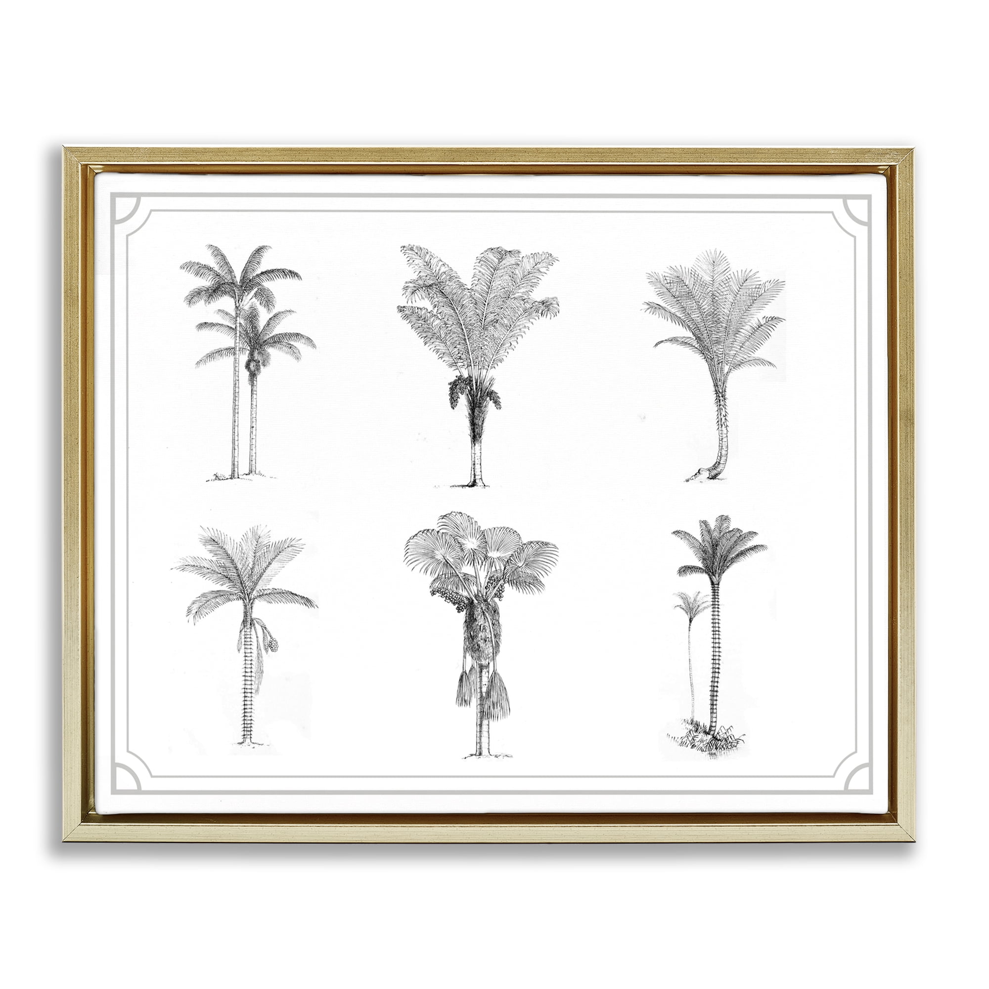 Various Palm Tree Types Vintage Gold Framed Floater Canvas Wall Art, design by Lettered and Lined