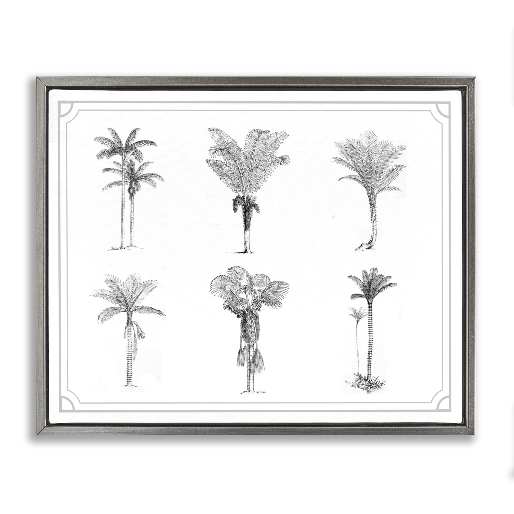 Various Palm Tree Types Vintage Gray Framed Floater Canvas Wall Art, design by Lettered and Lined