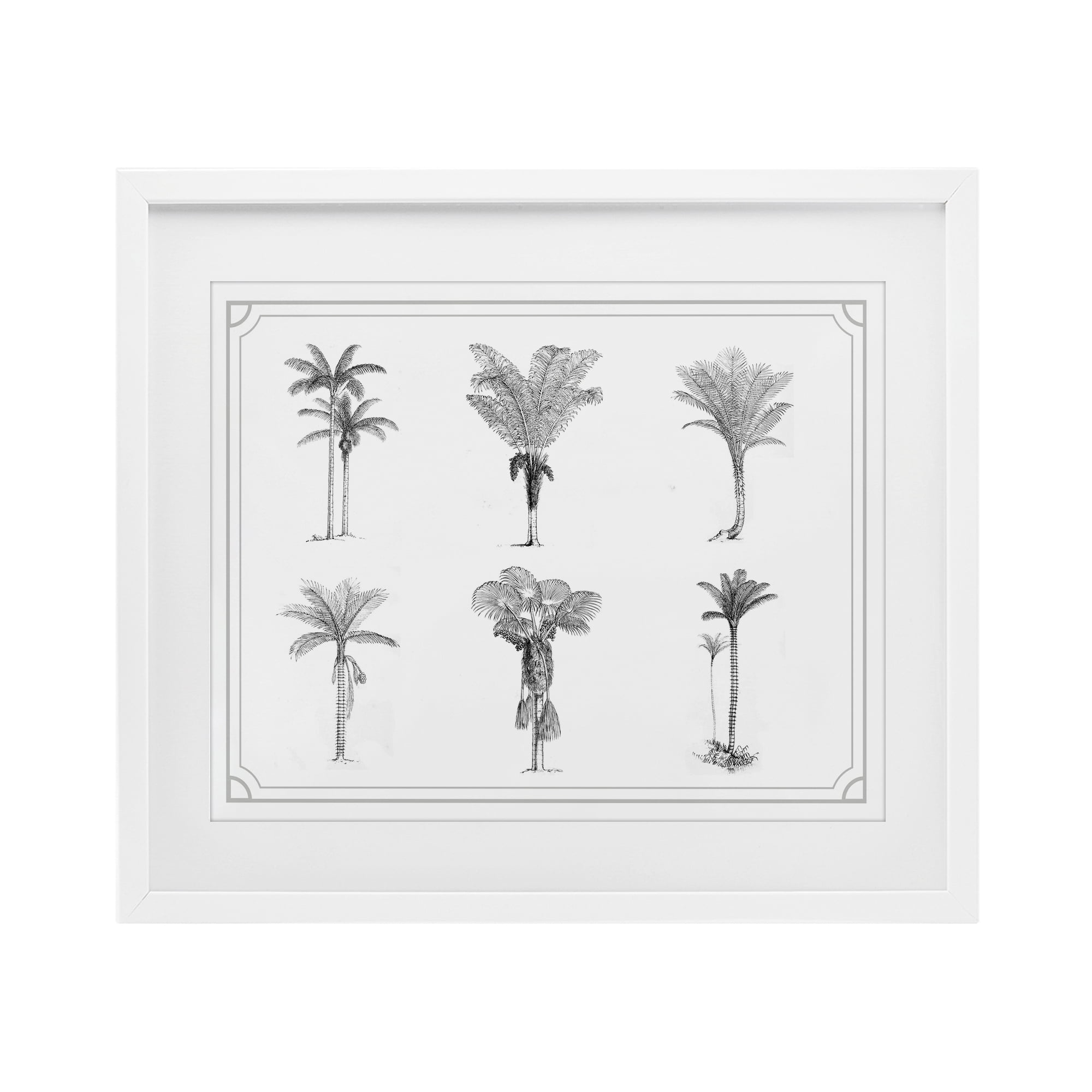 Various Palm Tree Types Vintage White Framed Print Under Glass, design by Lettered and Lined
