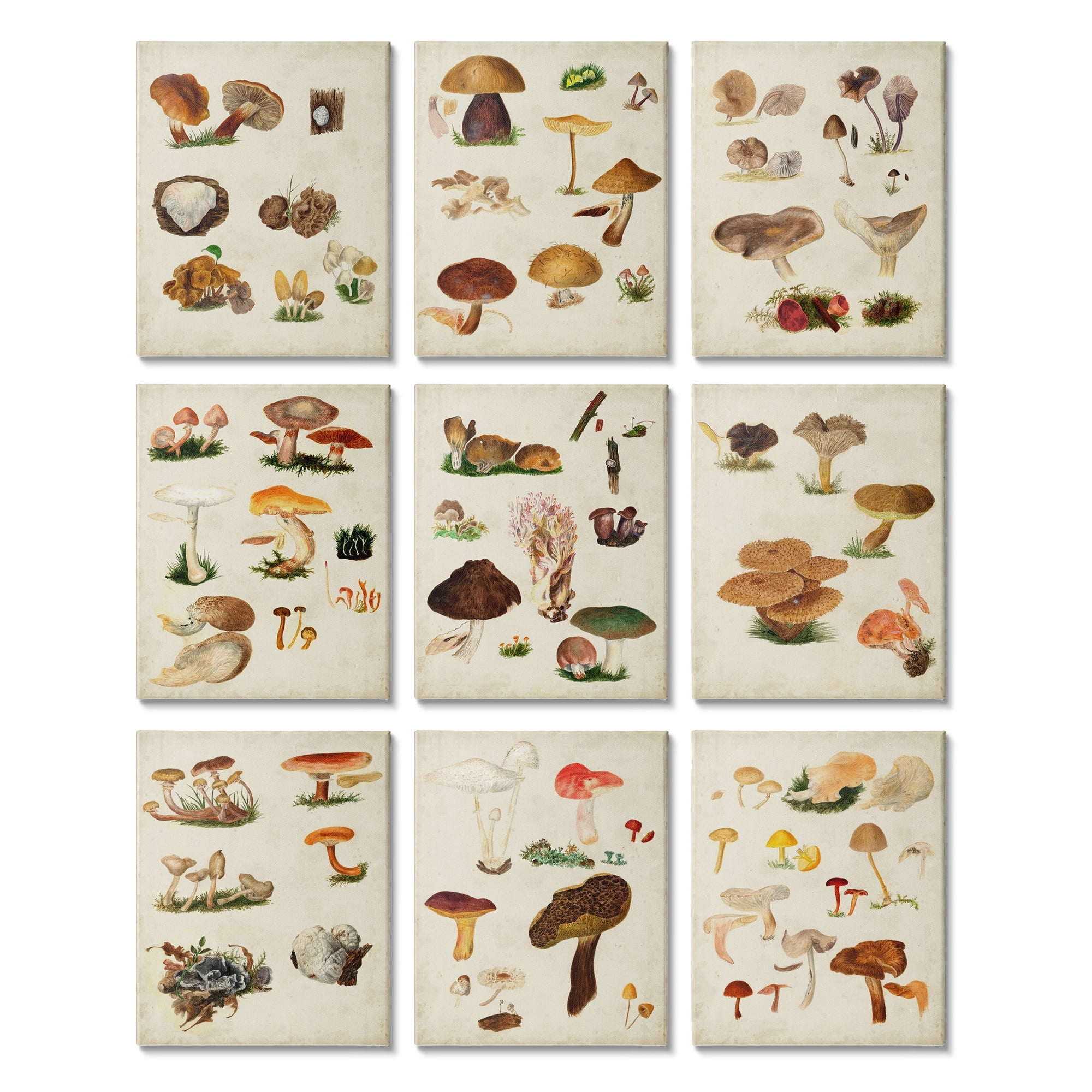 Various Rustic Mushrooms Vegetal Nature Study Diagram Botanical & Floral Painting Gallery-Wrapped Canvas Print Wall Art, Set Of 9