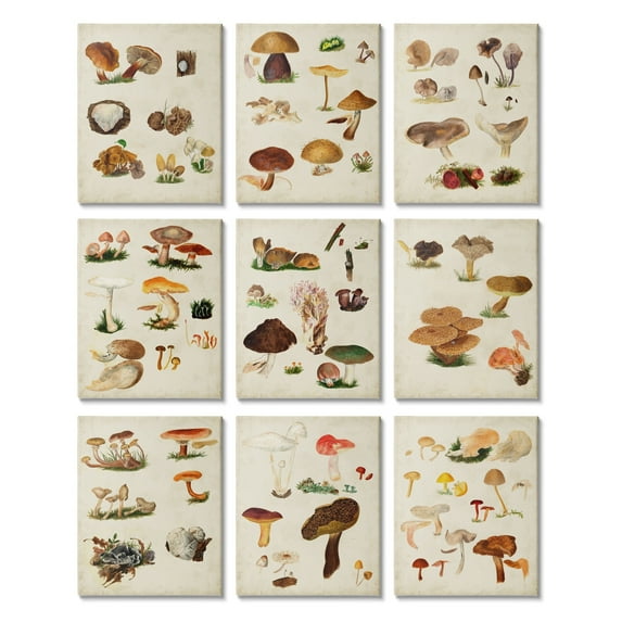 Various Rustic Mushrooms Vegetal Nature Study Diagram Botanical & Floral Painting Gallery-Wrapped Canvas Print Wall Art, Set Of 9